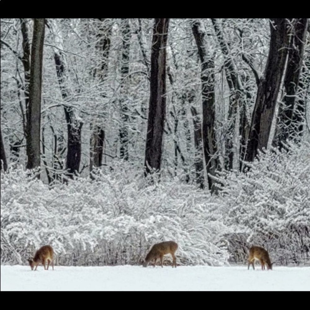 Meet your Posher, Bonny